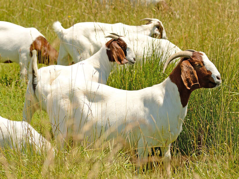 Cabri - produits carnés & volaille - Suisse